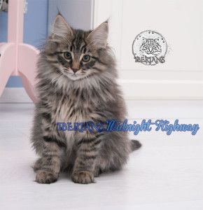 Bosque De Noruega Norwegian Forest Cat Es Iberians Midnight Highway Bosque De Noruega Gato Bosque De Noruega Gato Bosques De Noruega