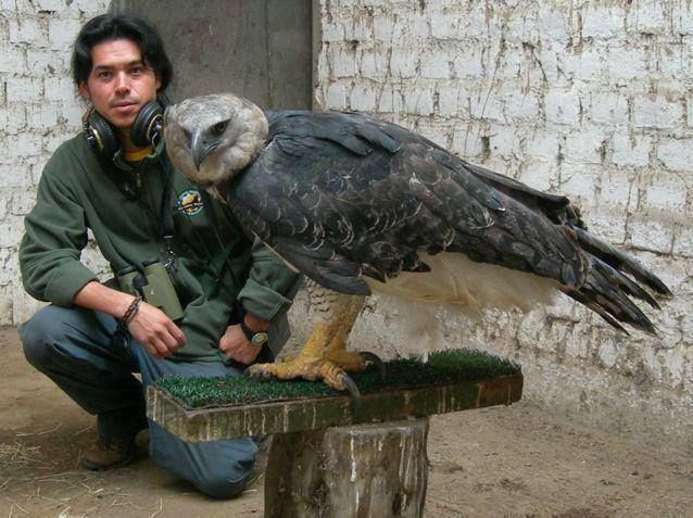 the harpy eagle harpia harpyja is a neotropical species of eagle