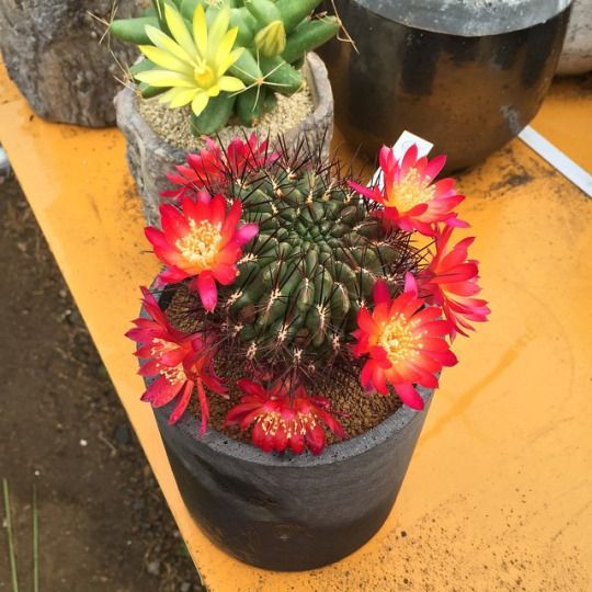 Cactus En Flor おしゃれまとめの人気アイデア Pinterest Glenda サボテンと多肉植物 サボテンガーデン サボテンの庭 Cactus En Flor おしゃれまとめの人気アイデア Pinterest Glenda サボテンと多肉植物 サボテンガーデン サボテンの庭