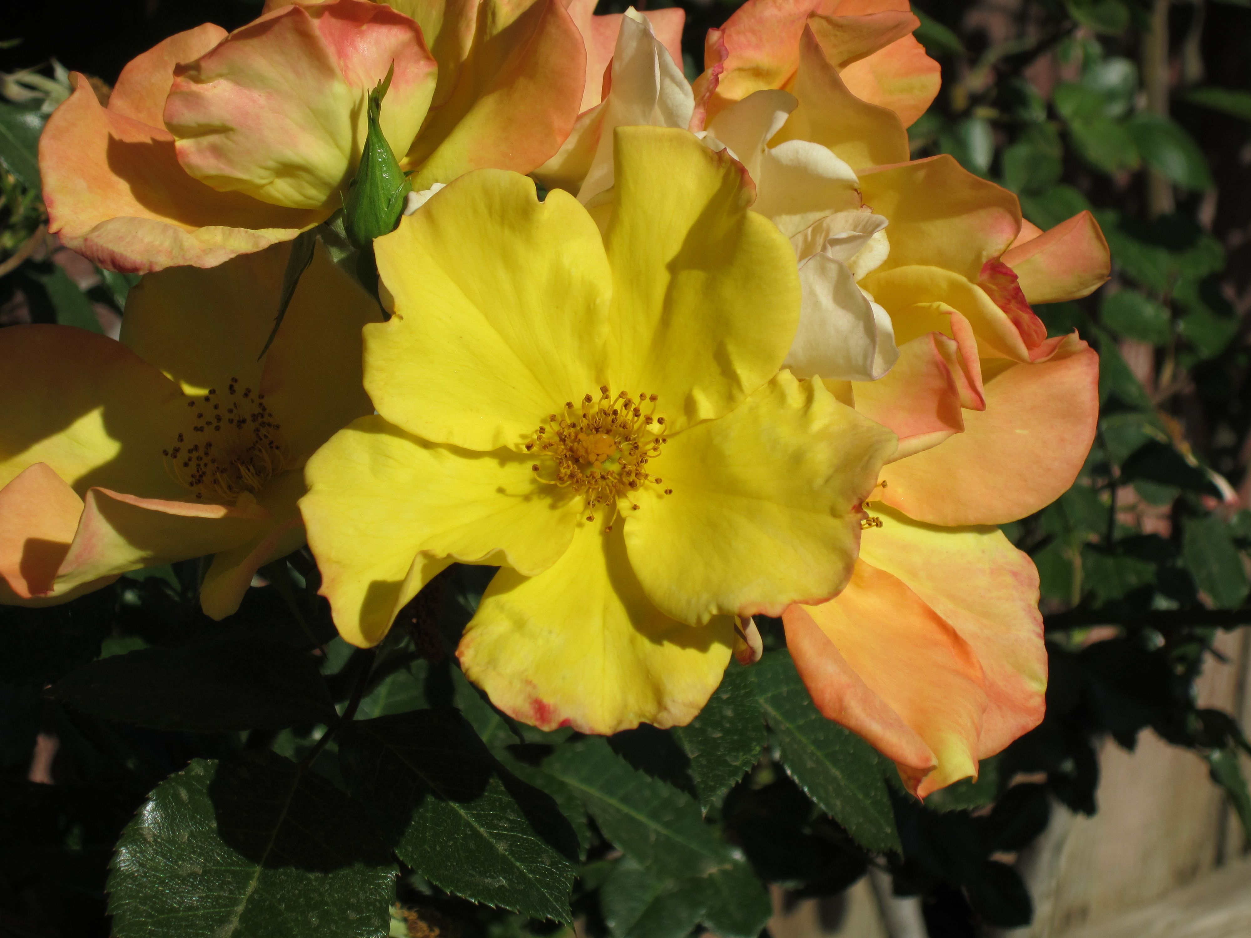 Five Petals Petals Plants Flowers
