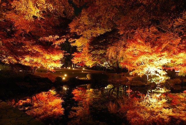 京都とはひと味ちがう風情がある ライトアップが華やかな都内の紅葉スポット4選 紅葉 ライトアップ 紅葉 美しい景色 京都とはひと味ちがう風情がある ライトアップが華やかな都内の紅葉スポット4選 紅葉 ライトアップ 紅葉 美しい景色
