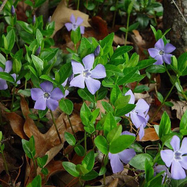 Periwinkle ground cover Vinca minor, Ground cover