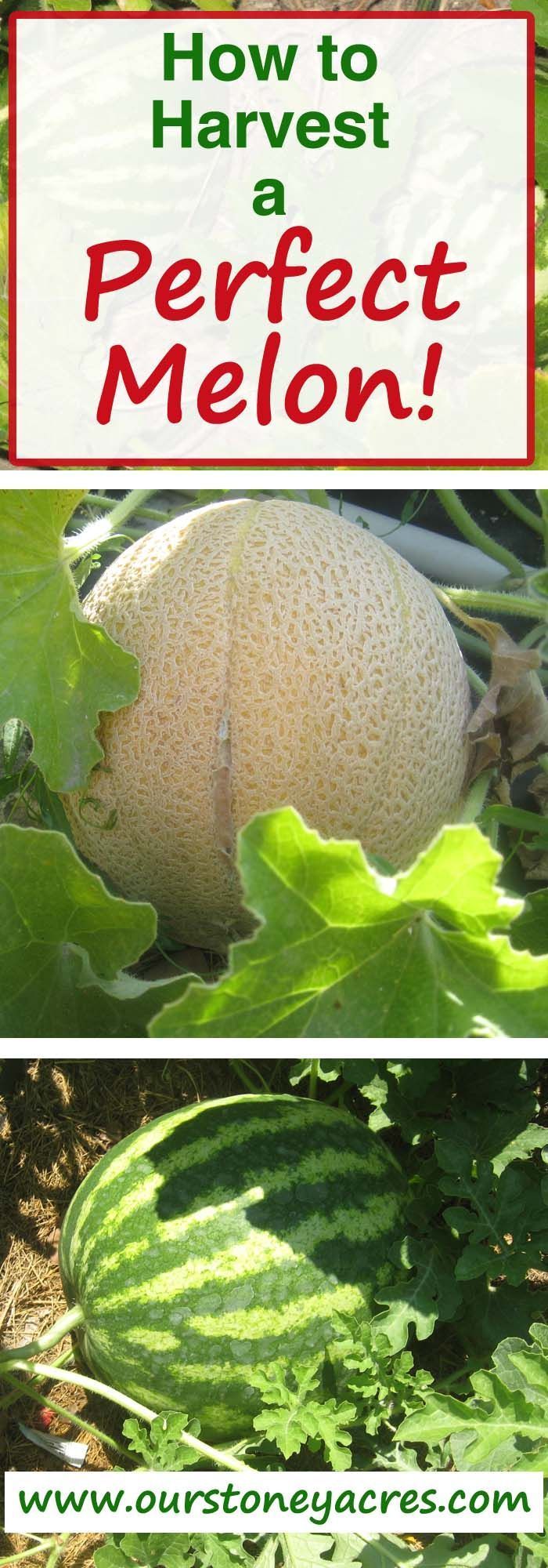 Picking honeydew melons