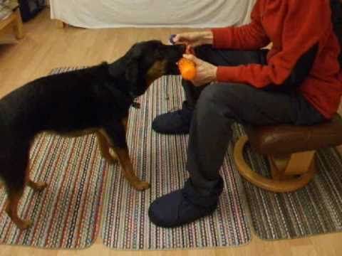 Clicker Training A Bird Dog Retrieve Part 1 Shaping And Chaining