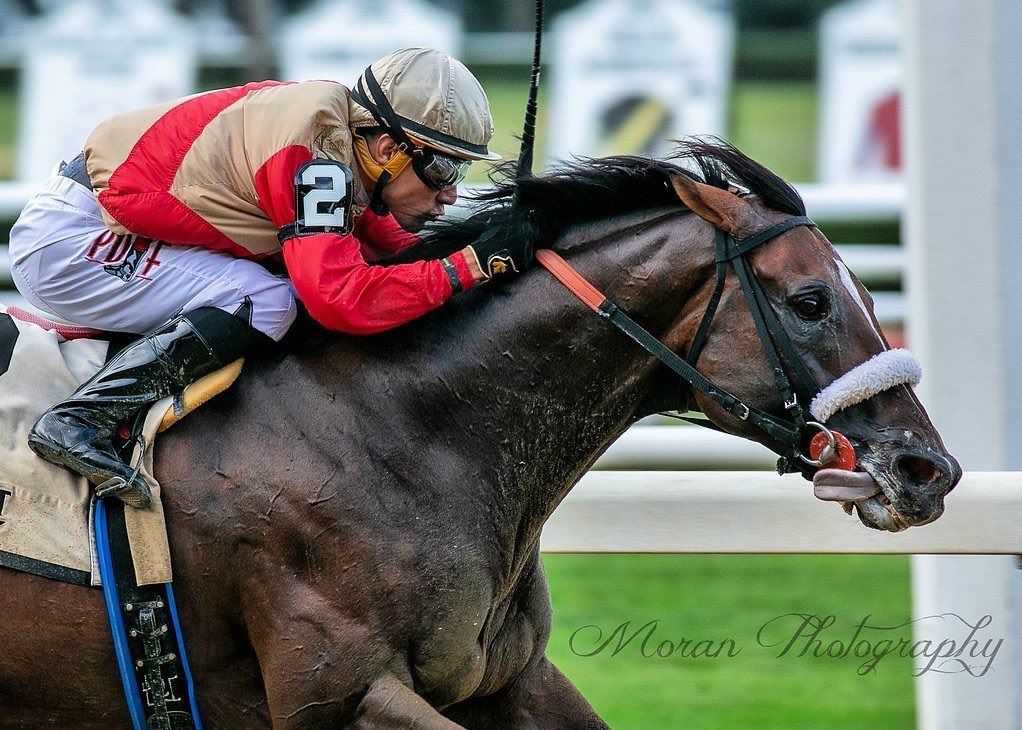 8.3k Chromies 💕 on Instagram: “How can you not love this guy? Preservationist truly runs his heart out every race. So proud that @centennial_farm got their Grade 1 with…” Be Proud, Centennial, Kentucky Derby, Horse Racing, Grade 1, Riding Helmets, Farm, Horses, Running