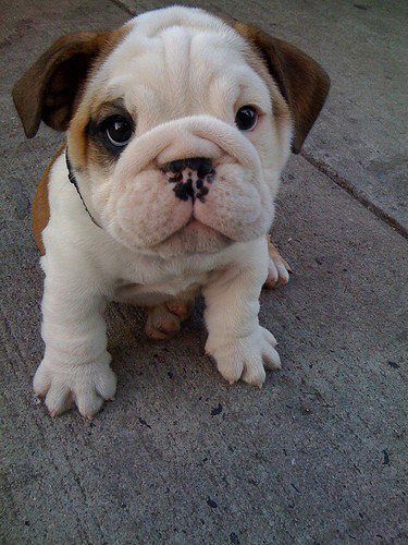 English Bulldog Puppy Baby Dogs Cute Animals Cute Dogs