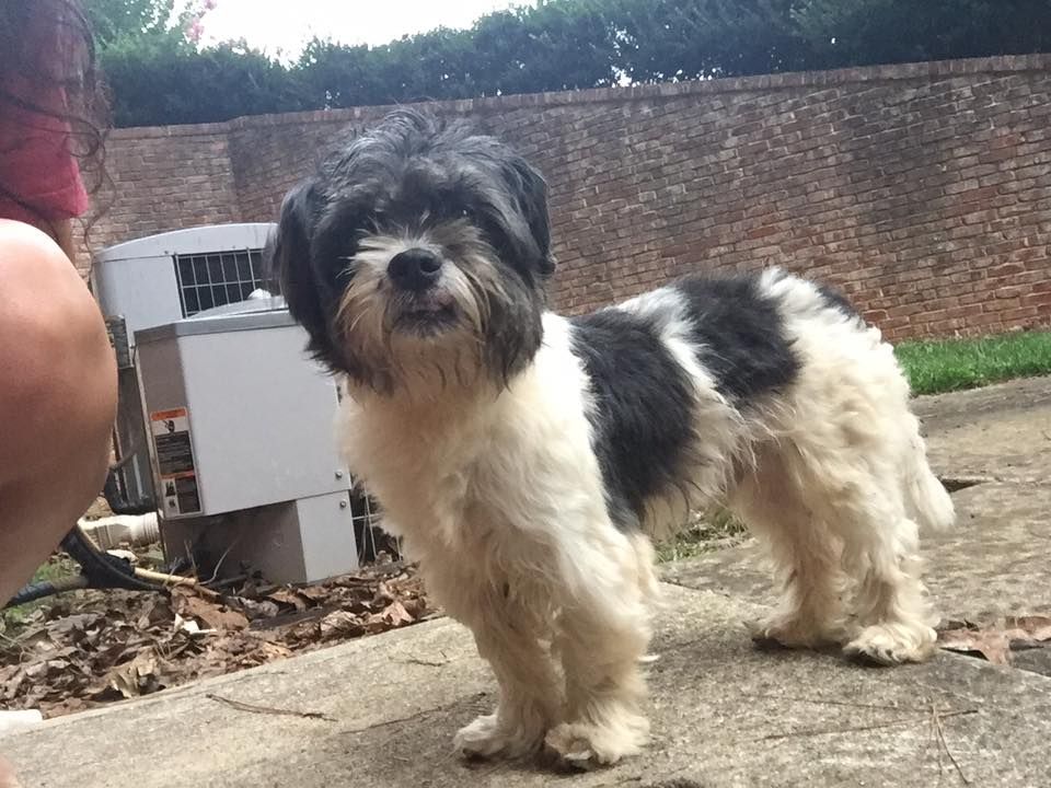Found Dog Shih Tzu Bethlehem Ga United States Dogs Found