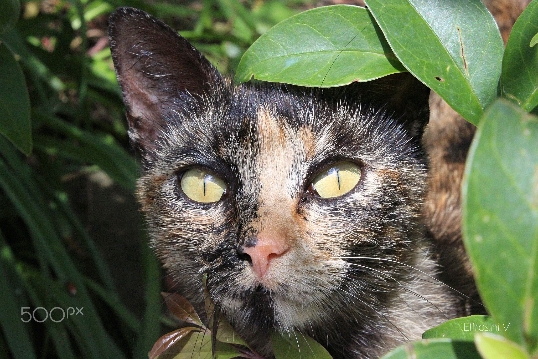 A Stray Cat Called Millie This Is Millie A Stray Cat Who Lives In A Stray Cat Called Millie This Is Millie A Stray Cat Who Lives In