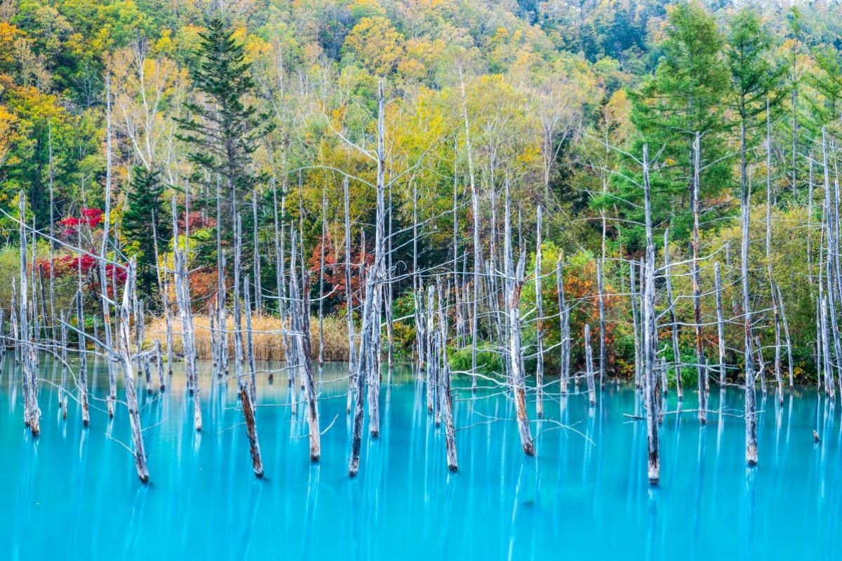 青い池の絶景 Zekkei Japan 青い池 美しい風景 絶景 青い池の絶景 Zekkei Japan 青い池 美しい風景 絶景