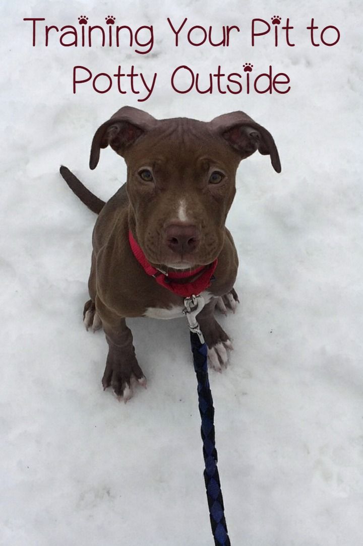 Pitbull Puppy Training Tips Going Potty Outside Puppy Potty