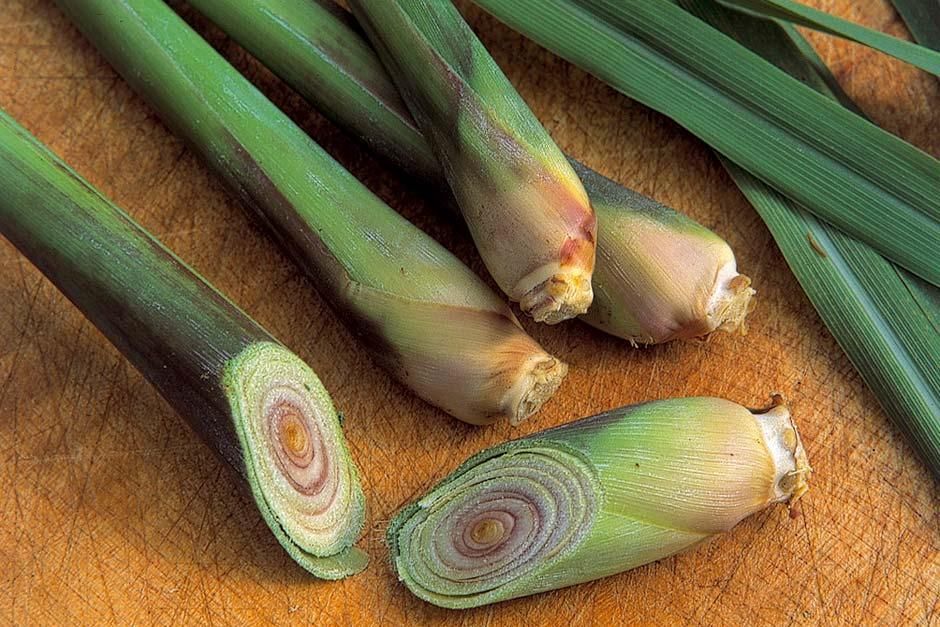 How To Grow Lemongrass X2f Rhs Gardening Grow Lemongrass