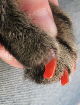 Do cat hotsell caps work