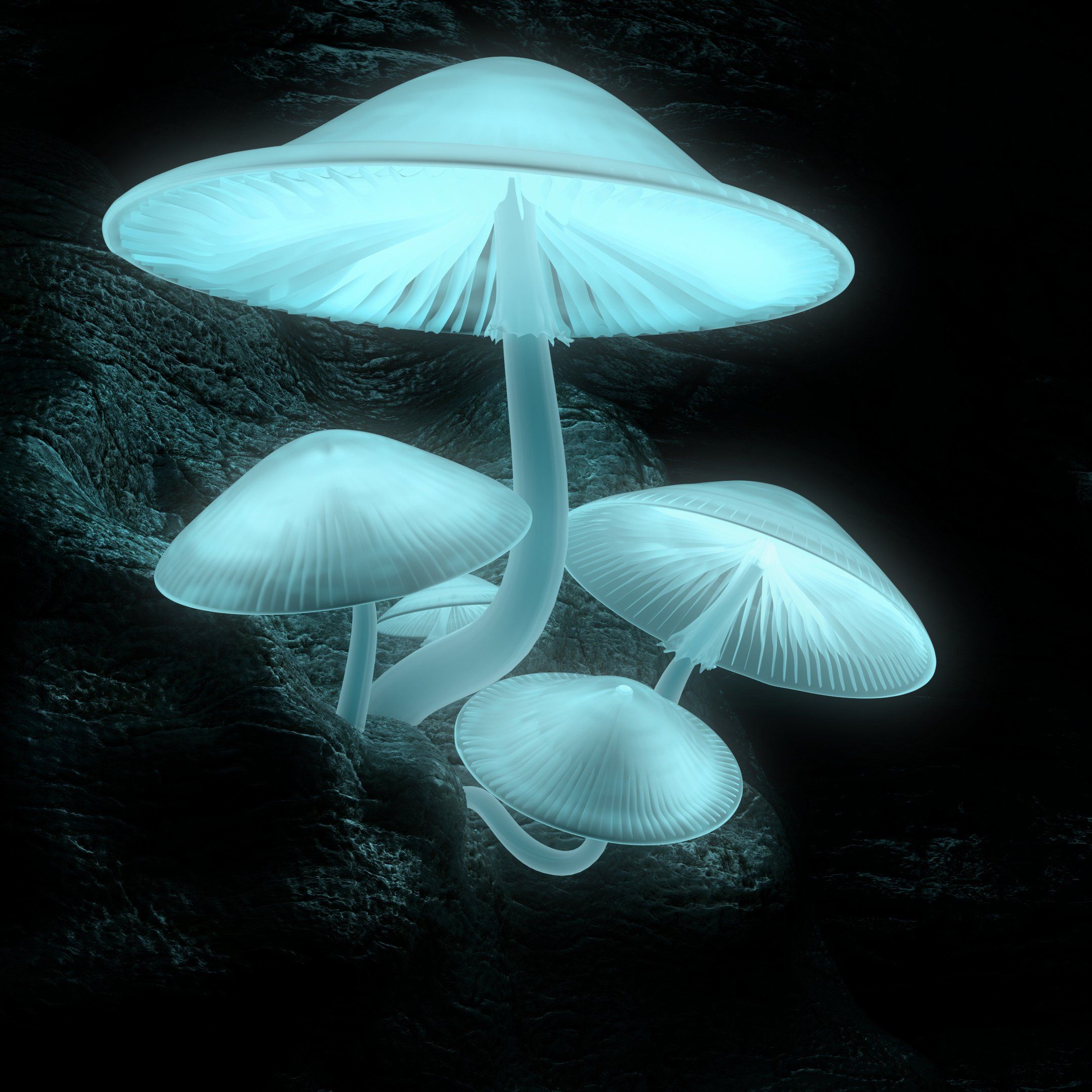 Luminescent Mushroom Cultures For Commercial Customers Stuffed Luminescent Mushroom Cultures For Commercial Customers Stuffed