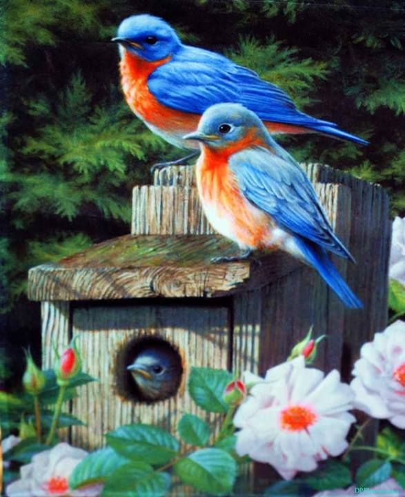 鳥 Birds 鳥 絵 絵 画 鳥 Birds 鳥 絵 絵 画