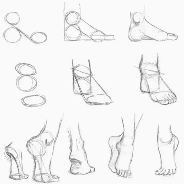 Anatomy references Anatomy references
