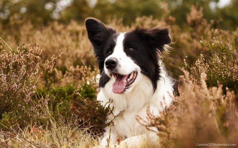 30 Least Expensive Dog Breeds Expensive Dogs Dogs Dog Breeds
