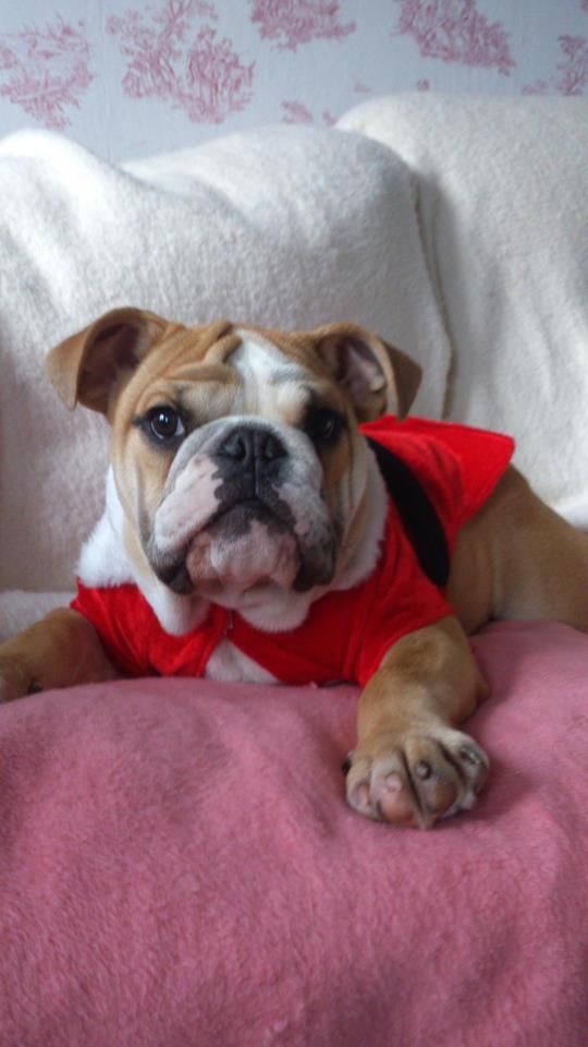 Bulldog Cute Bulldogs Cute Animals Dogs