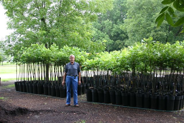 Woodard Pecan Nursery 919 965 3561 Home Garden At Woodard Pecan Nursery 919 965 3561 Home Garden At