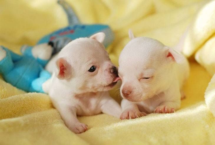Cute Dog Names For Adorable Male Or Female Puppies With Images
