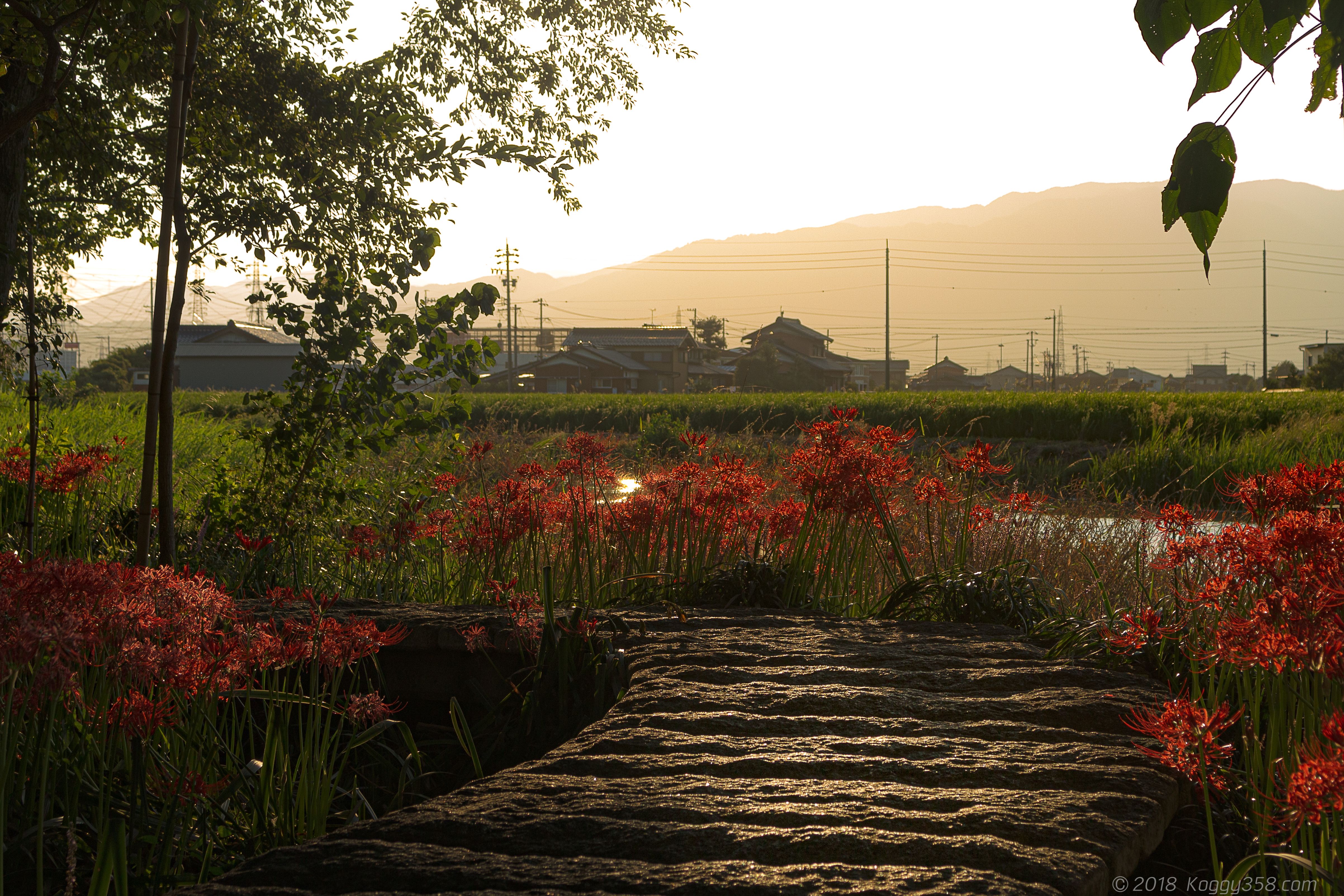 岐阜県本巣市のやすらぎの林の彼岸花 絶景 木漏れ日 彼岸花 岐阜県本巣市のやすらぎの林の彼岸花 絶景 木漏れ日 彼岸花