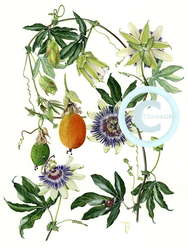 Blue Passion Flower Passion Flower Blue Passion Flower Vine House Plants
