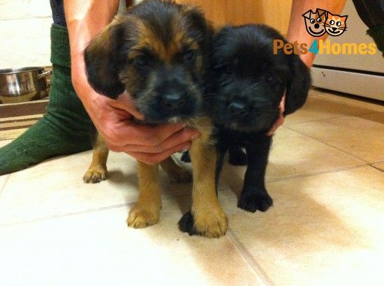 Soft Coated Wheaten Terrier X Cocker Puppies Whitchurch