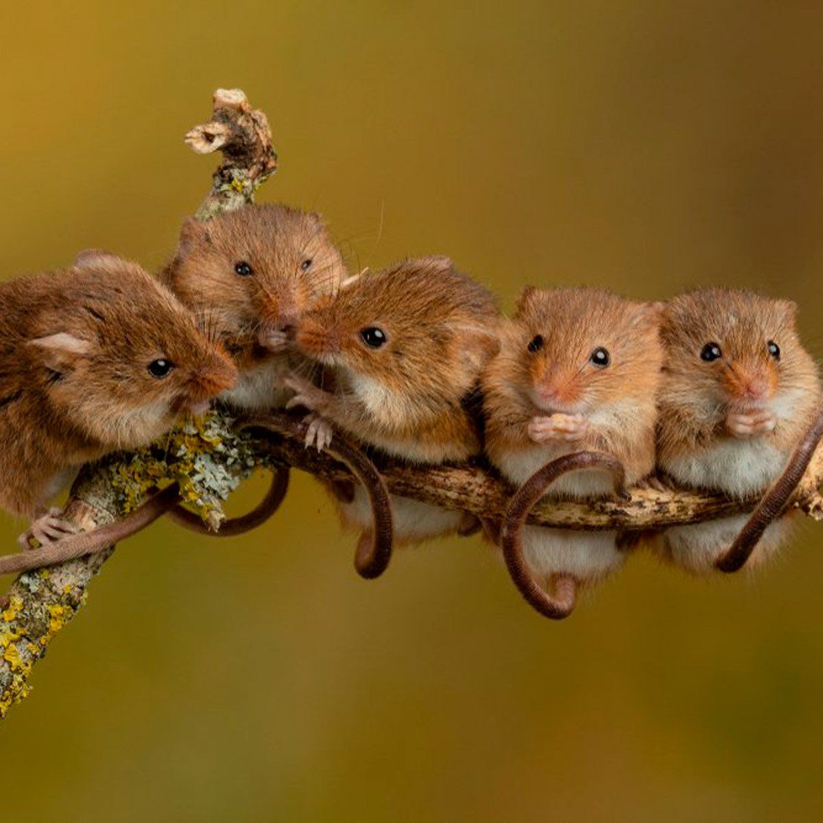 As cold weather approaches, so do mice. Find out these