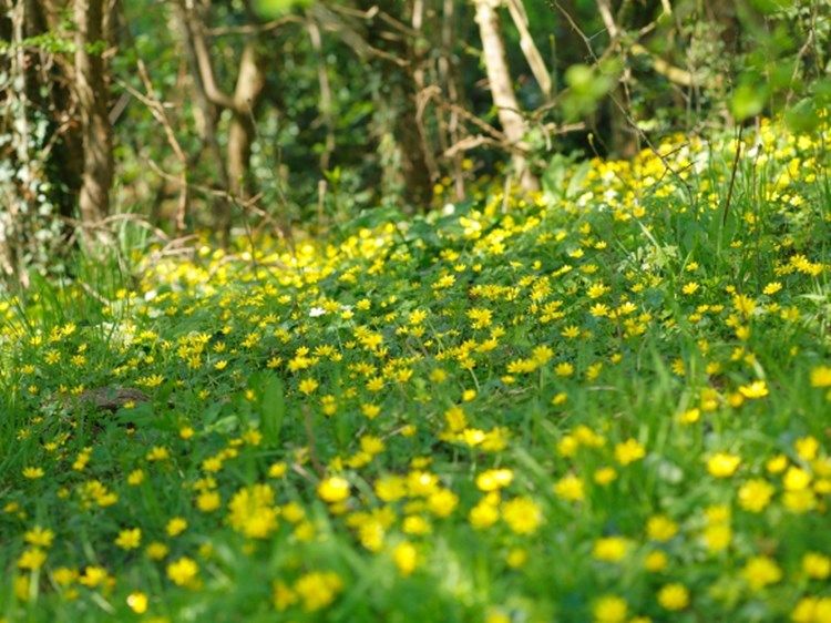 Early spring flowers | Early spring flowers, Woodland ...