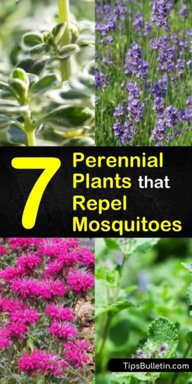 7 Perennial Plants that Repel Mosquitoes and Keep Flies Away #plantsthatrepelmosquitoes
