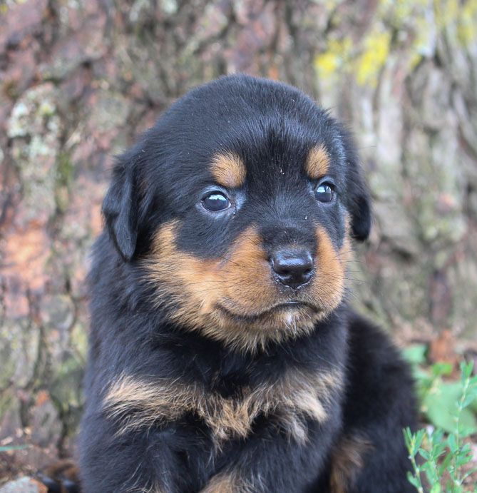 Brianna Rottweiler Puppies For Sale In Shipshewana In Puppies