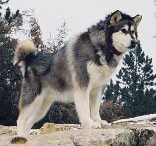 Alaskan Malamute Probably My Favorite Kind Of Dog I D Name A Boy
