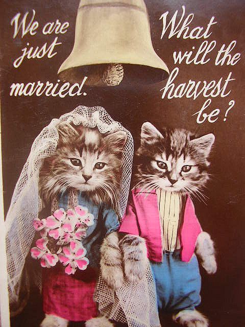 wild cats bridal boutique