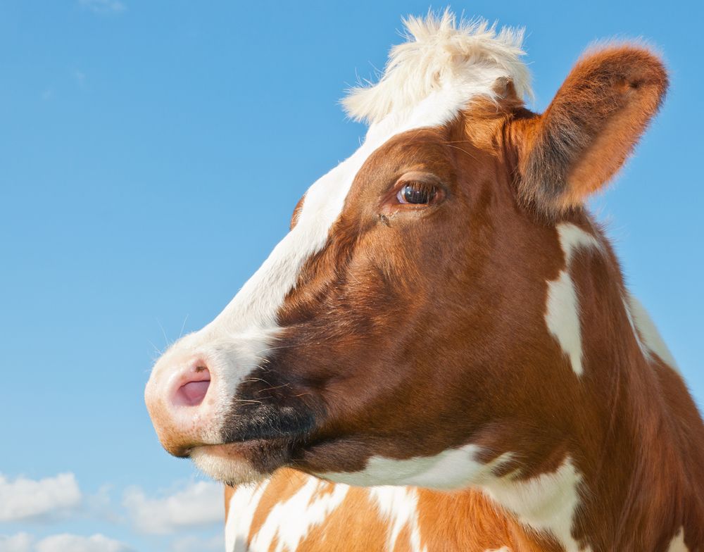Today. Dr. O'Brien tells us all about pink eye in cows. Even if you don