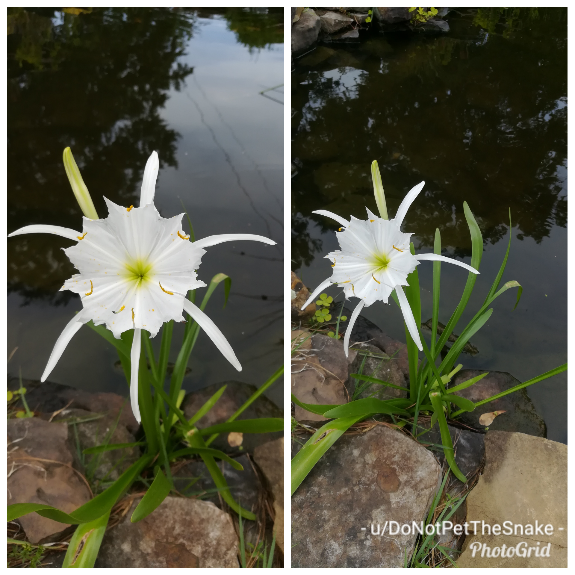 Is It Illegal To Pick Water Lilies