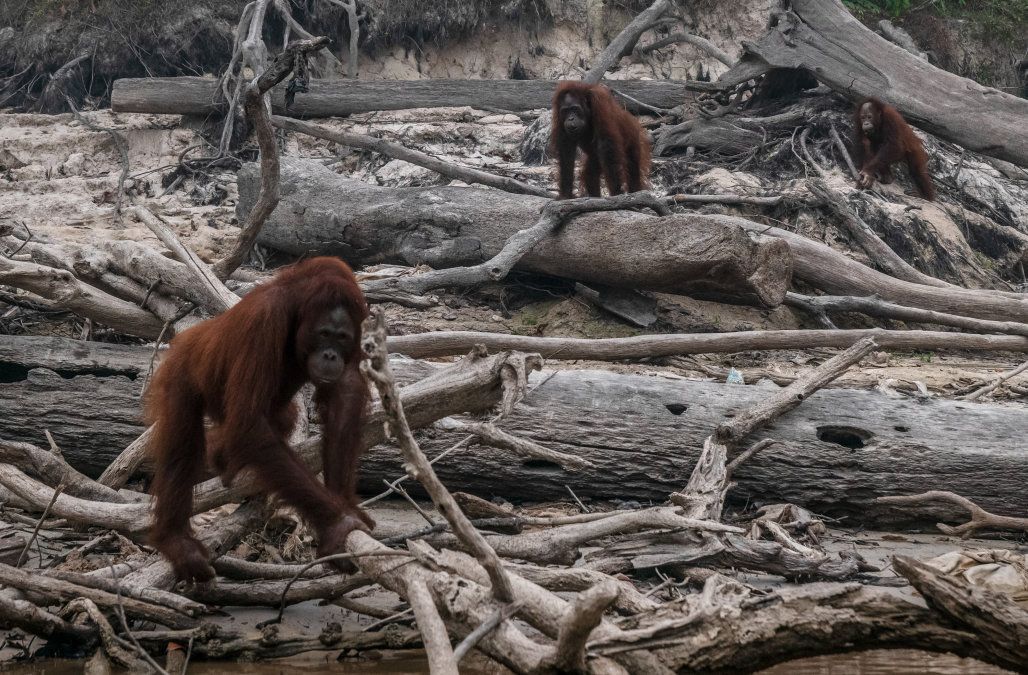 Tragic Photos Show Orangutans Roaming Charred Indonesia Forest After Raging Fire Orangutan