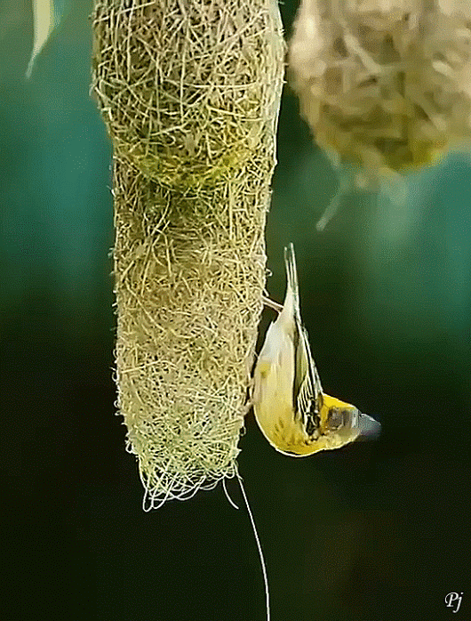 nesting.gif (530×698)