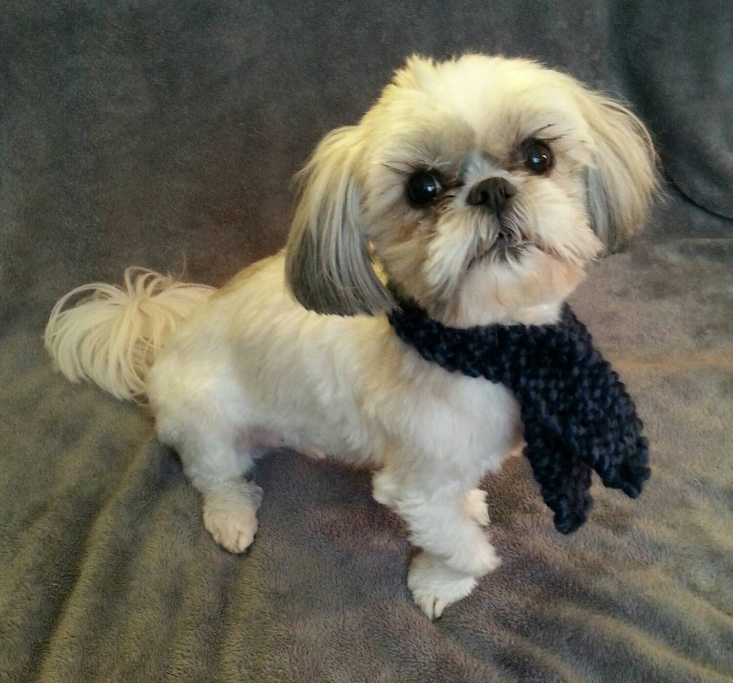 We do have a wait list for our pups. If you are interested