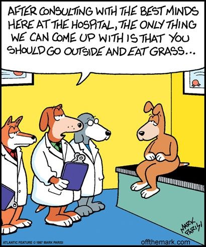 Hiring Job Tweets With Images Dog Jokes Cartoon Jokes