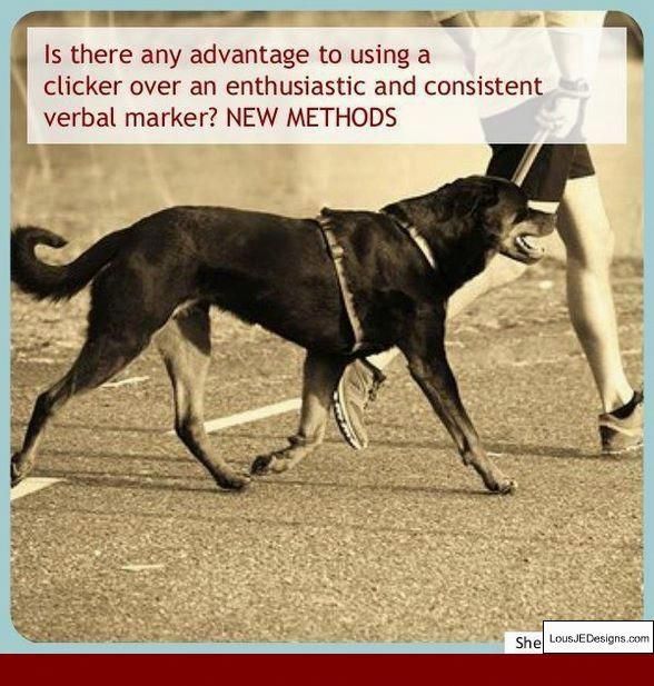Dog Training Tips For Doberman And Pics Of How To Toilet Train