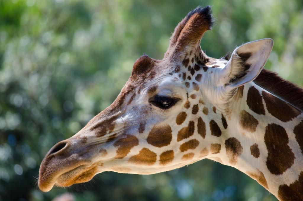 Image result for side view giraffe face | Giraffe, Side view of face