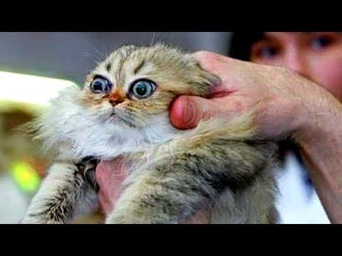 Cats Talking With Their Humans Funny Cats Yelling Compilation Youtube Cats Talking With Their Humans Funny Cats Yelling Compilation Youtube