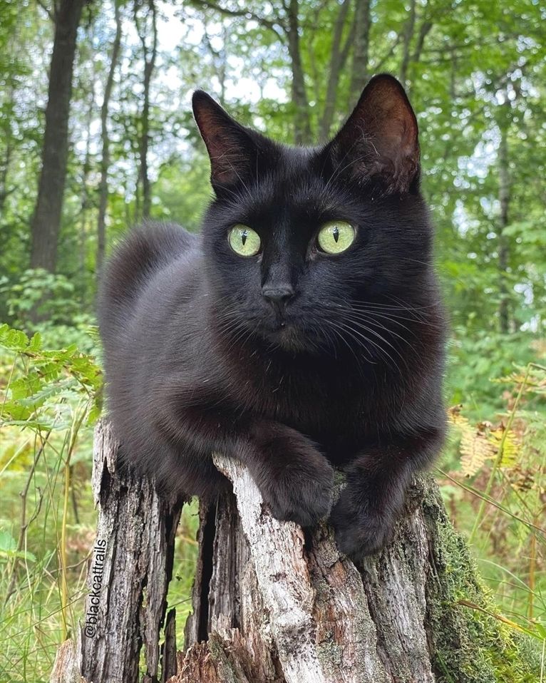 Caturday, Panther, Feline, Cat Lovers, Cats, Happy, Fun, Animals, Instagram