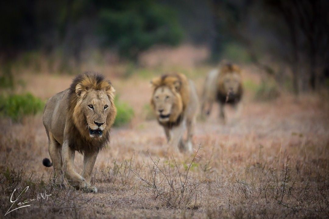 @lanceVDVyver posted to Instagram: The three musketeers......or in this case, the three sand river males! Follow me to see more amazing wildlife images, or join me on one of my photographic safaris with @at_close_quarters. Link in my description. #Lion #safari #lioness #africanamazing #igscwildlife #animalpolis #wildlife_seekers #animalfanatics #world_bestanimal #africansafari #animals_in_world #splendid_animals #animal_sultans #majestic_wildlife_ #wms_animals #ir_animals #wildlife_in_bl #b Lion Safari, The Three Musketeers, African Safari, Lioness, World's Best, Males, Splendid, Wildlife, Join