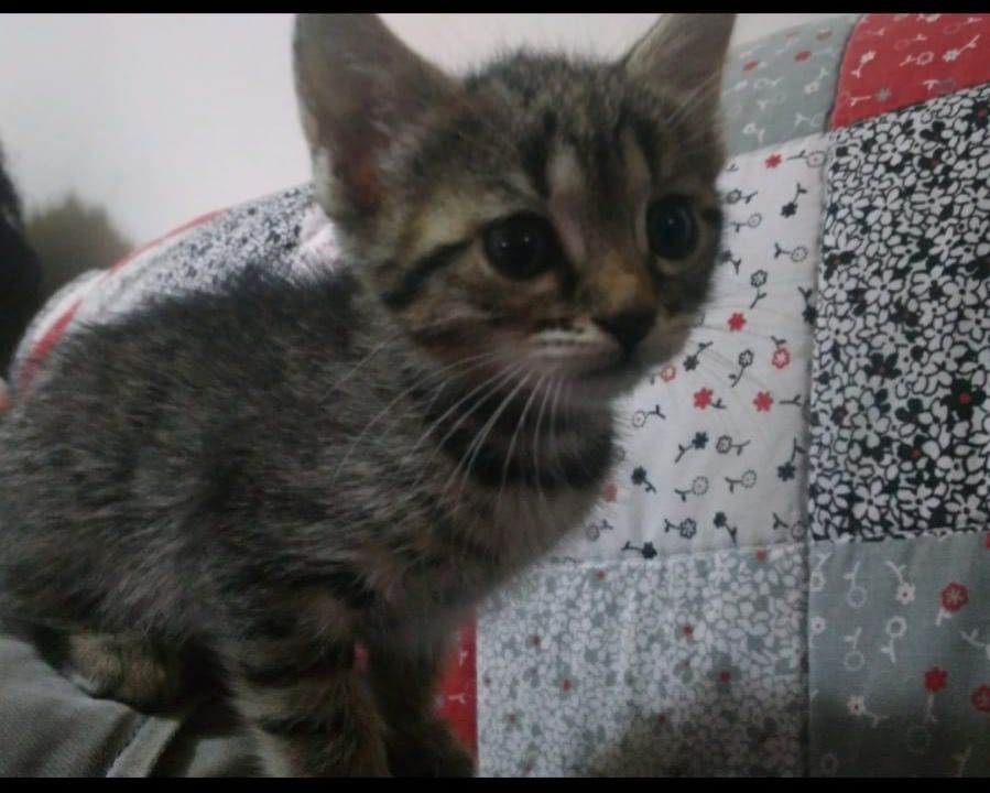 Pescara Regalo 4 Gattini Dolcissimi Regalo Gattini Gatti