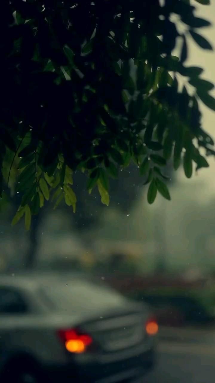 Rain Video / Rain Photography / Rain Aesthetic / Aesthetic Nature