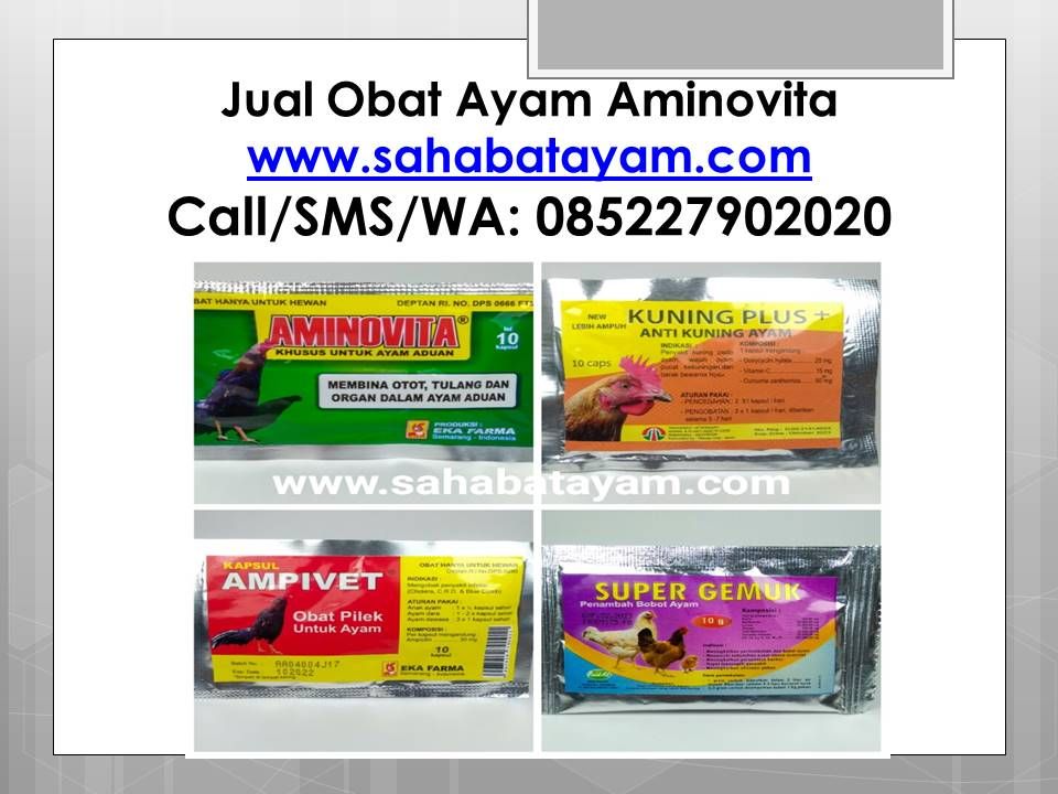 72+ Gambar Ayam Cari Makan Paling Hist 72+ Gambar Ayam Cari Makan Paling Hist