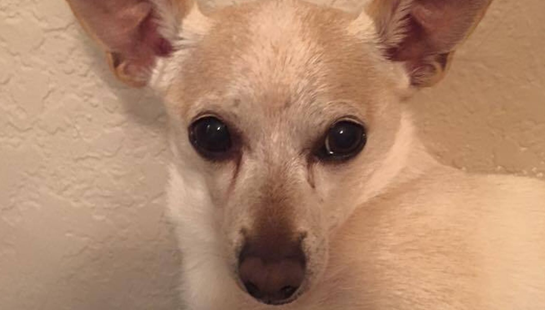 Chihuahua Named TobyKeith Is Crowned World's Oldest Living Dog