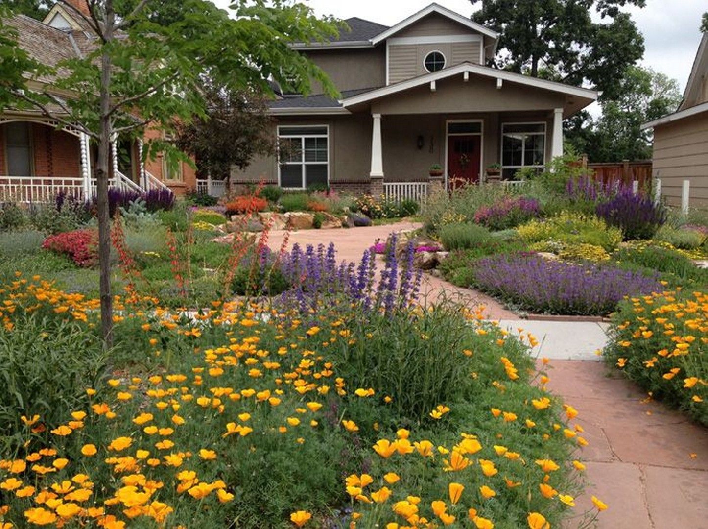 Front yard drought tolerant plants : 5 easy tips