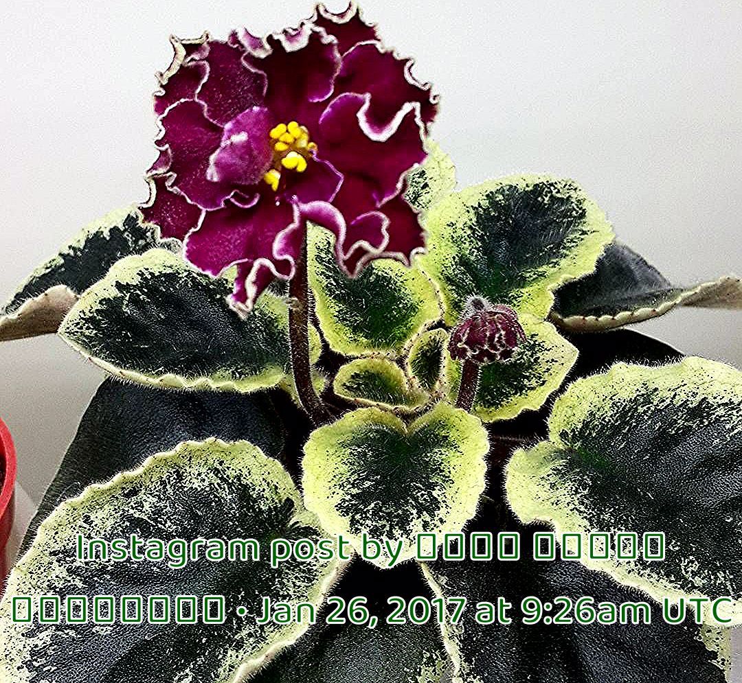Pin On 7 Flower