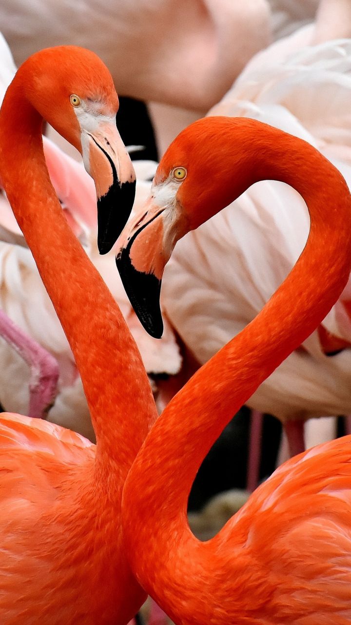Download 720x1280 wallpaper Flamingo, birds, Samsung Galaxy mini S3, S5, Neo, Alpha, Sony Xperia Compact Z1, Z2, Z3, ASUS Zenfone, 720x1280 hd image, background, 6044 Foto Flamingo, Flamingo Art, Pink Flamingos, Flamingo Wallpaper, Bird Wallpaper, Flamingo Pictures, Bird Pictures, Animal Pictures, Tropical Birds
